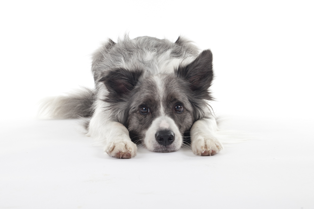 Diarree bij honden en katten: oorzaken en behandelingen