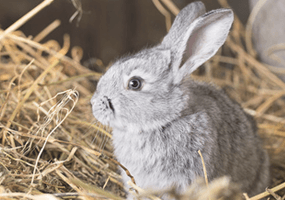 Waarom mag hooi niet ontbreken in het dieet van jouw konijn?