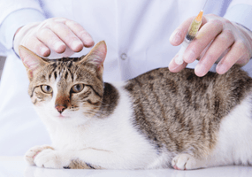 Waarom je kat laten vaccineren?