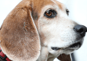 Veel voorkomende aandoeningen bij oudere honden