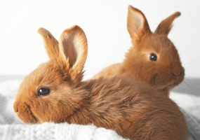 Kiezen voor één konijnen? |