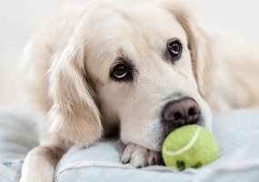 Geef jij jouw hond verantwoord speelgoed?
