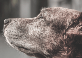 6 tips voor de verzorging van een oudere hond