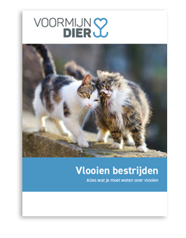 E-book over vlooien bij katten