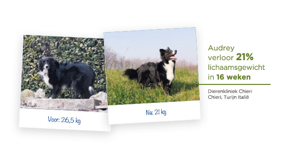Een hond kan afvallen