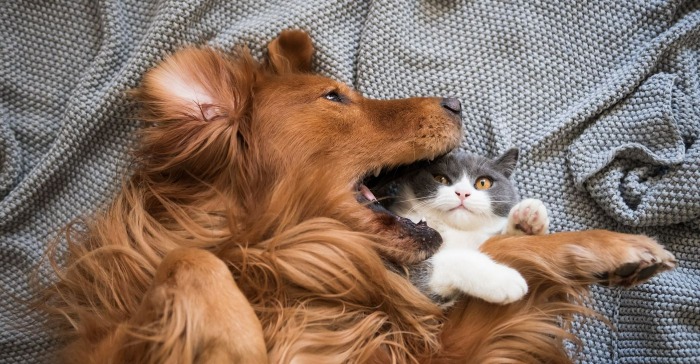 straffen geloof Grondig Haaruitval bij hond en kat | VoorMijnDier